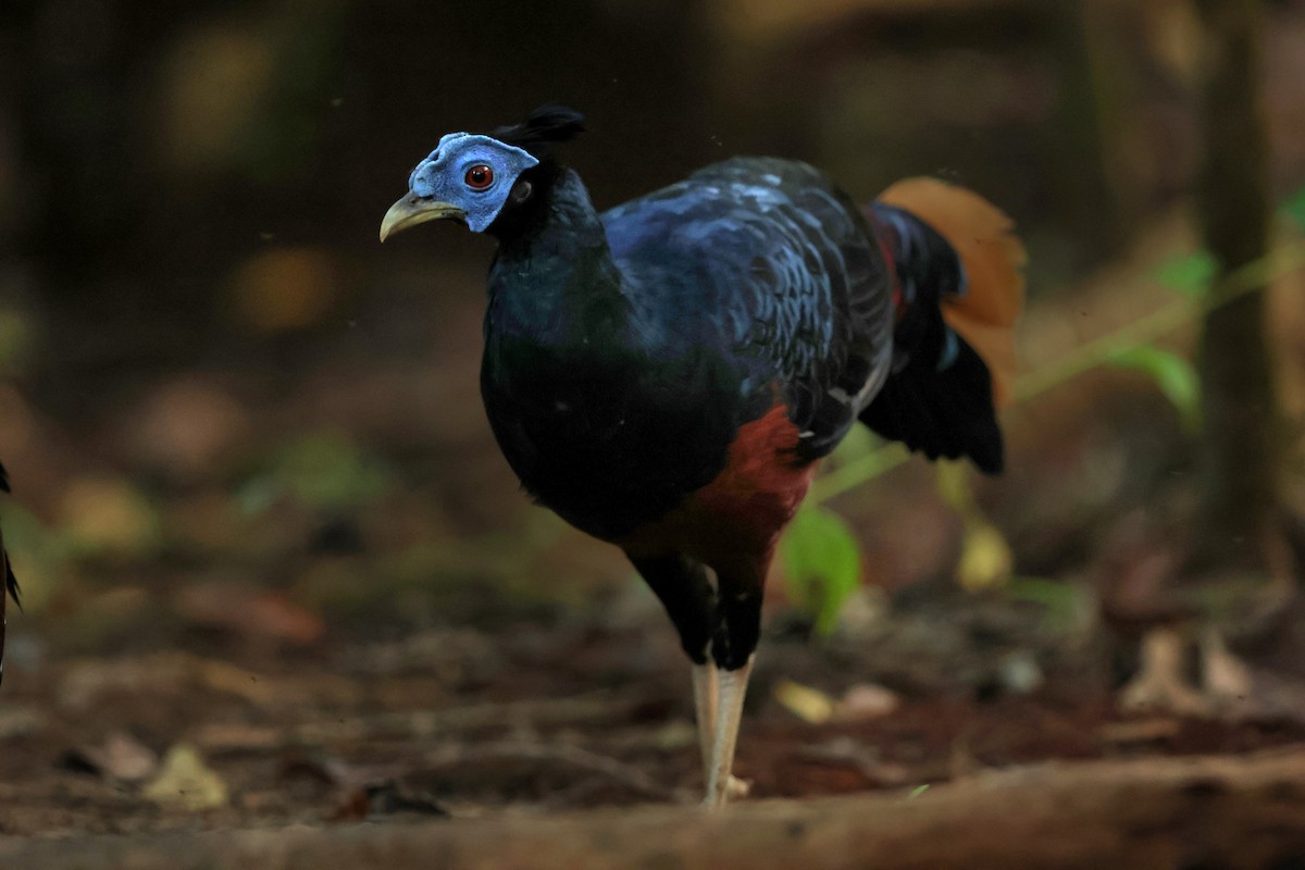 Bornean Crested Fireback - ML643466888
