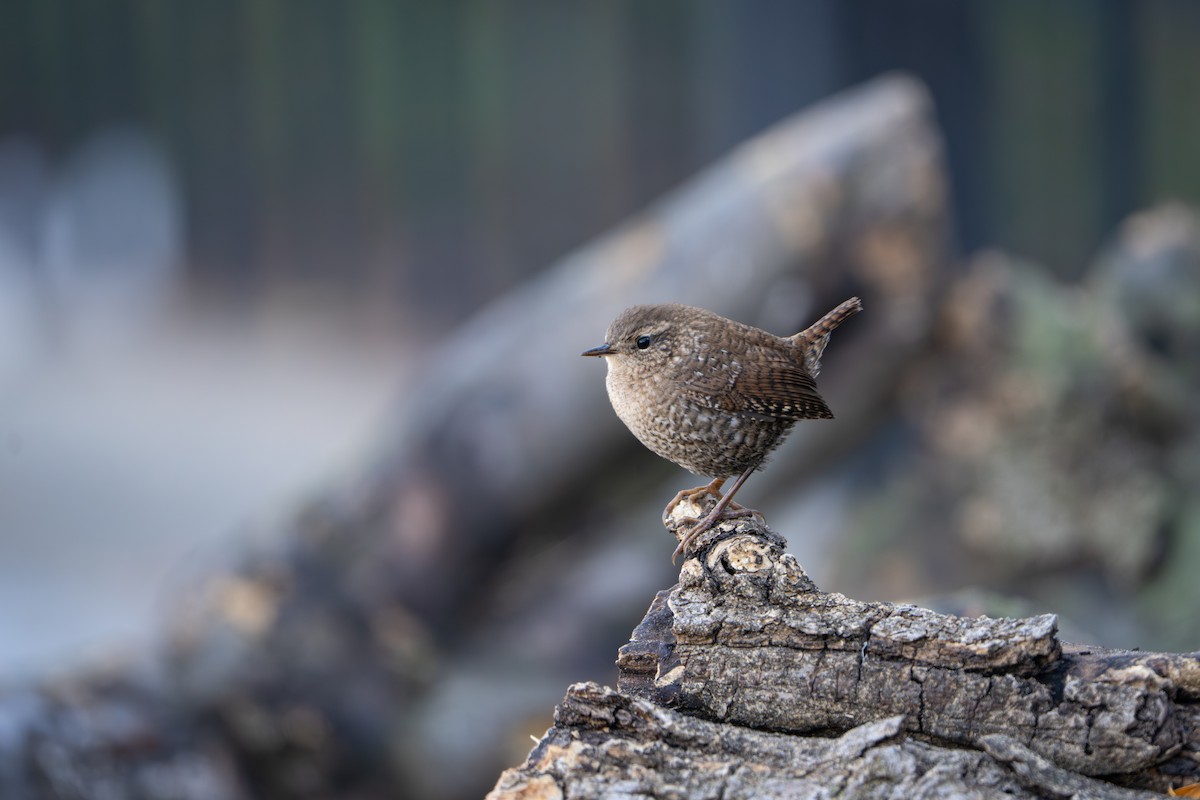 Winter Wren - ML643466889