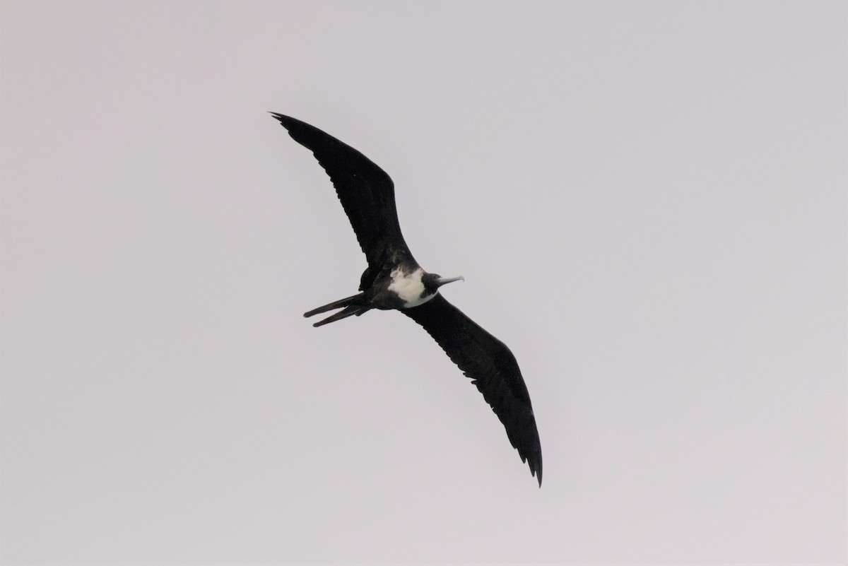 Magnificent Frigatebird - ML643466892