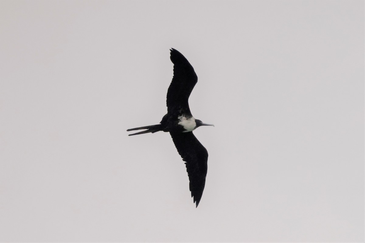 Magnificent Frigatebird - ML643466893
