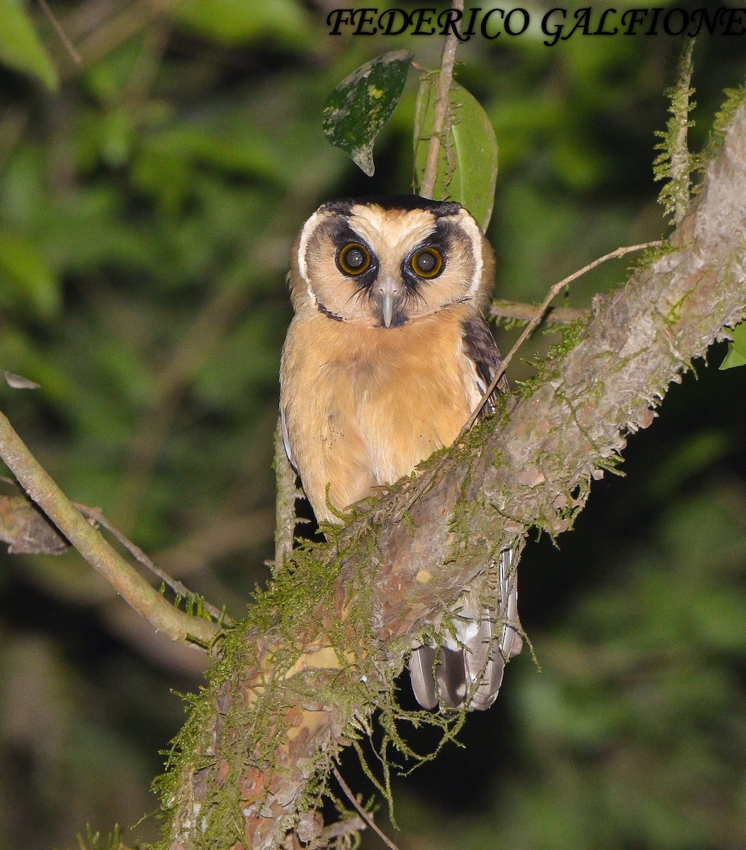 Buff-fronted Owl - ML643466899