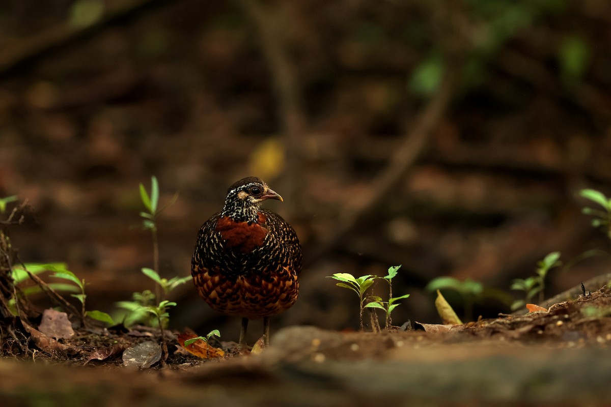 Sabah Partridge - ML643466901