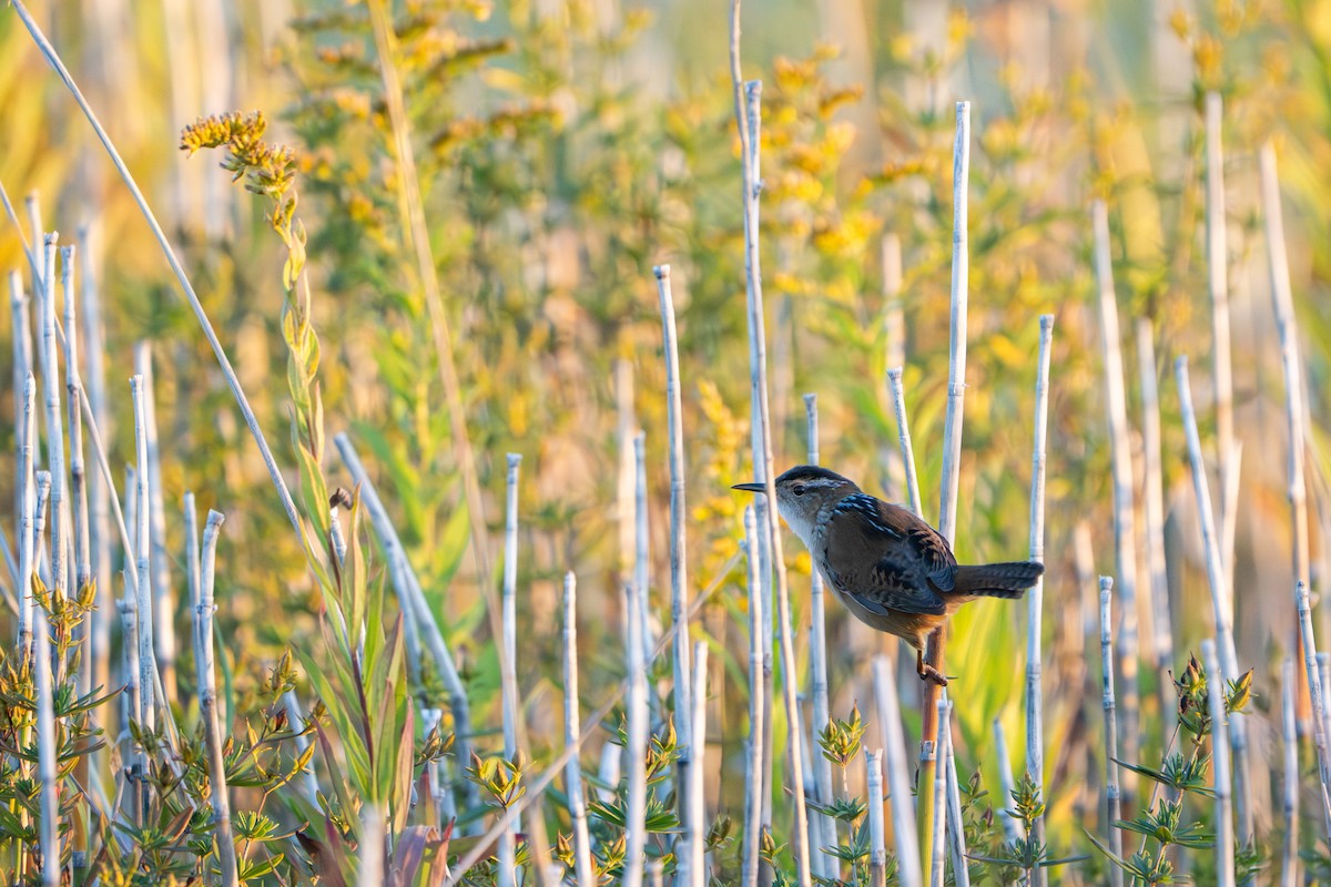 Marsh Wren - ML643466902