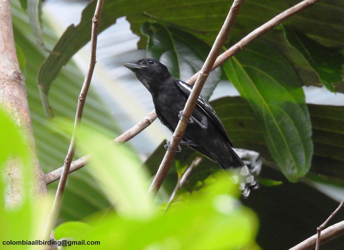White-winged Becard - ML643466903