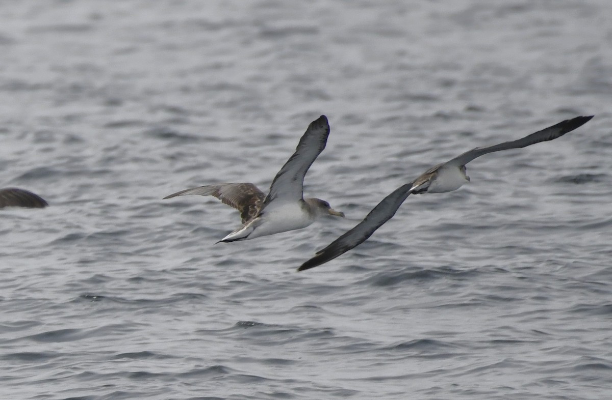 Cory's/Scopoli's Shearwater - ML643466906