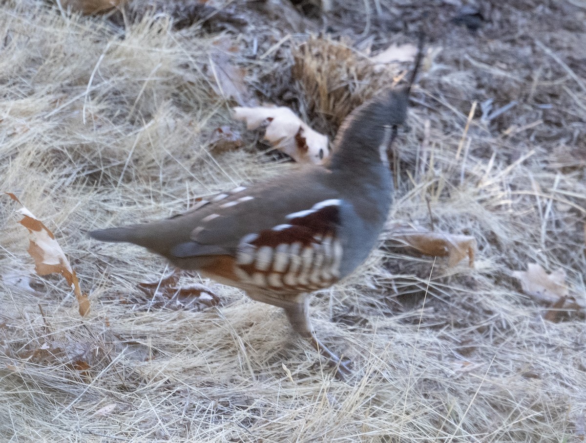 Mountain Quail - ML643466909