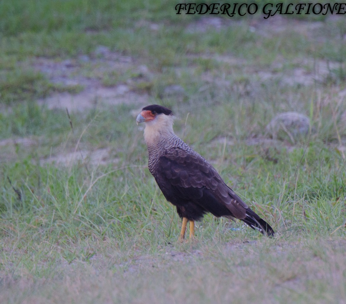 Crested Caracara - ML643466910
