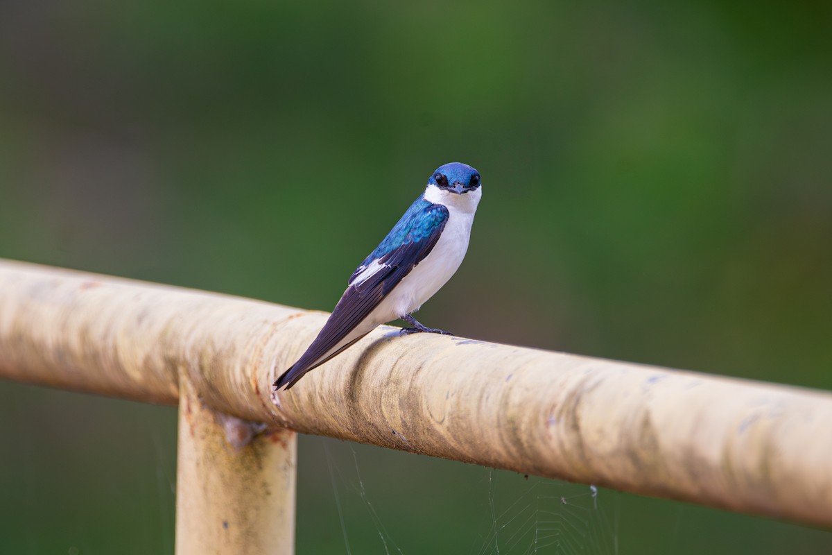 White-winged Swallow - ML643466912