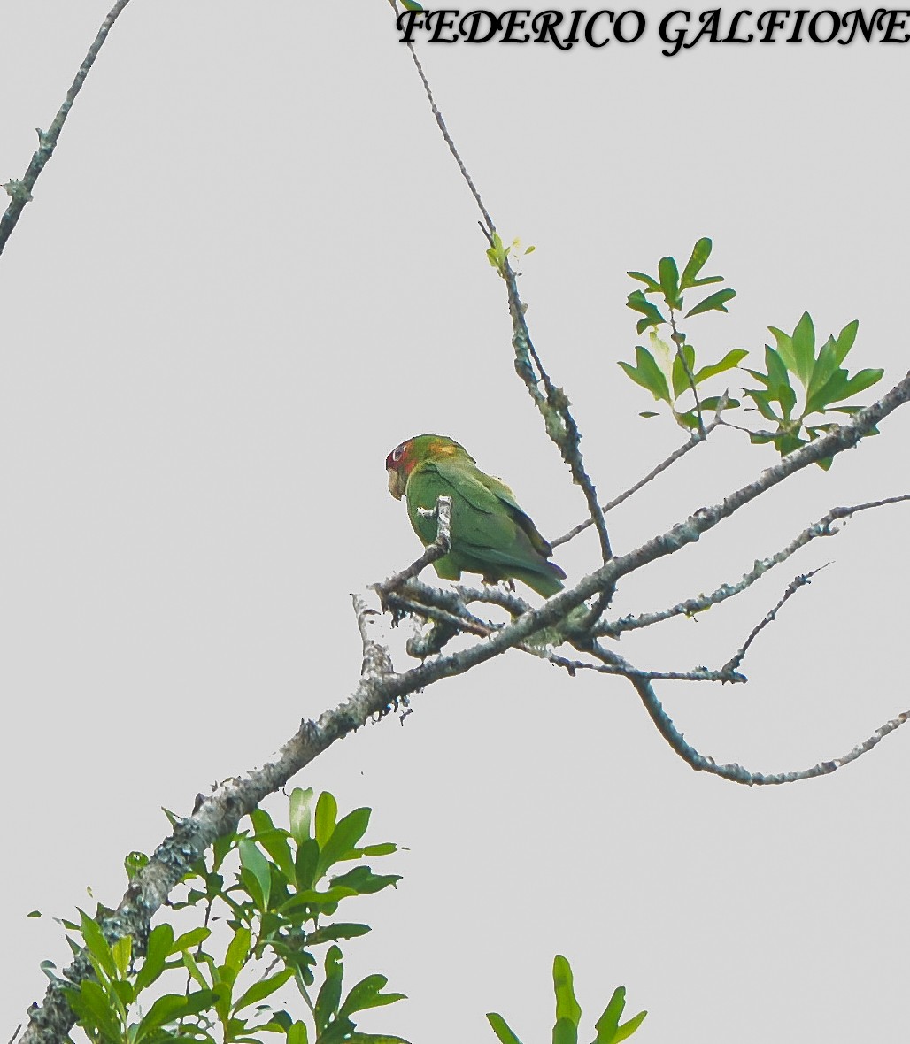Mitred Parakeet - ML643466913