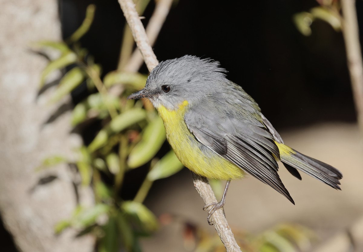 Eastern Yellow Robin - ML643466914
