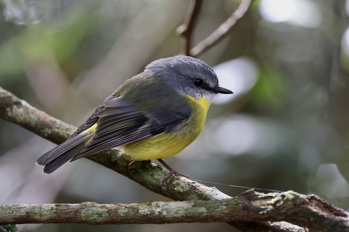 Eastern Yellow Robin - ML643466915
