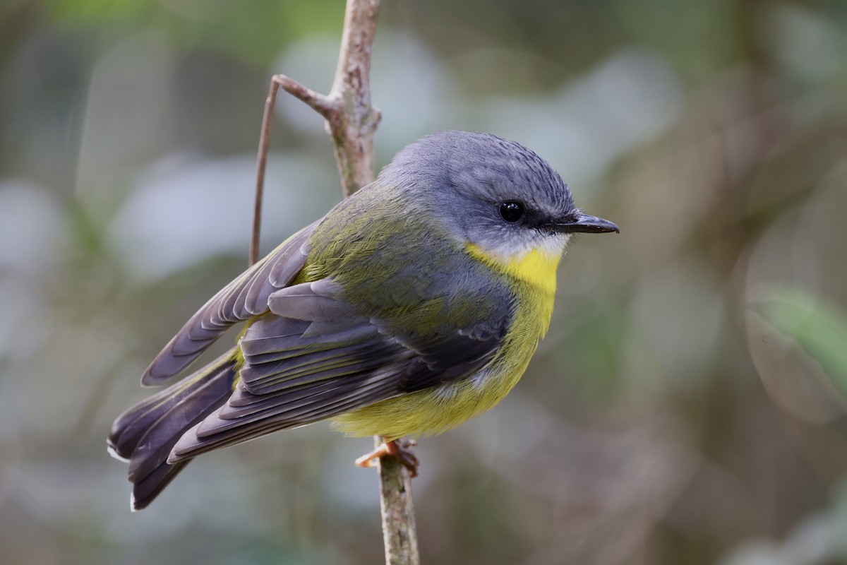 Eastern Yellow Robin - ML643466916