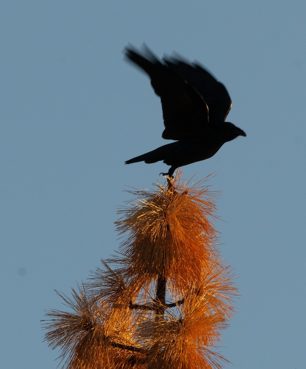 Common Raven - ML643466917