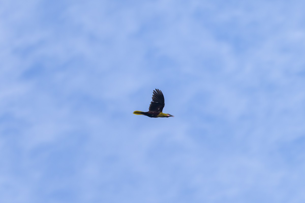 Amazon Oropendulası - ML643466920