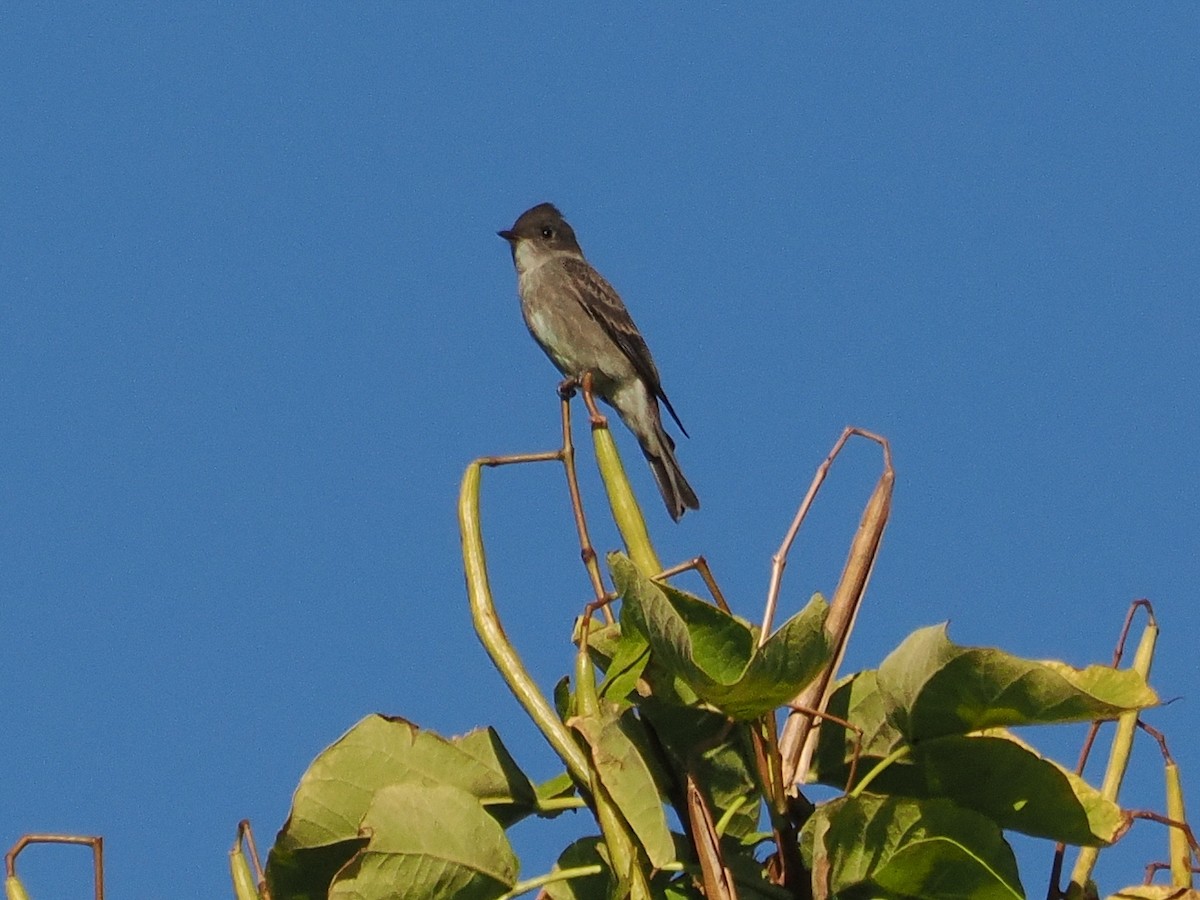 Western Wood-Pewee - ML643466921