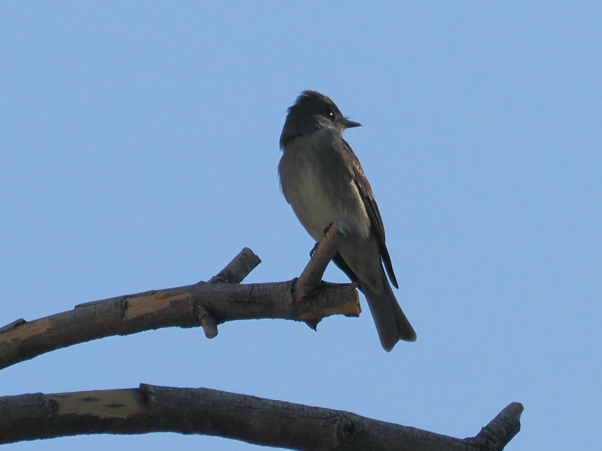 Western Wood-Pewee - ML643466922