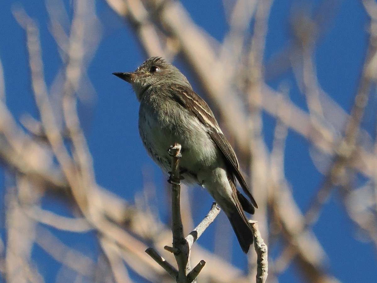 Western Wood-Pewee - ML643466923