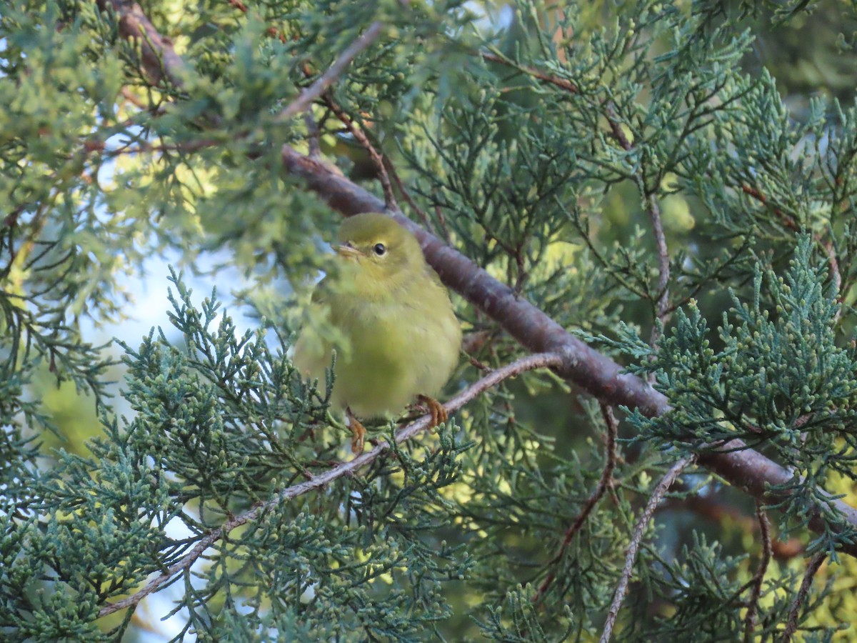 Blackpoll Warbler - ML643466931