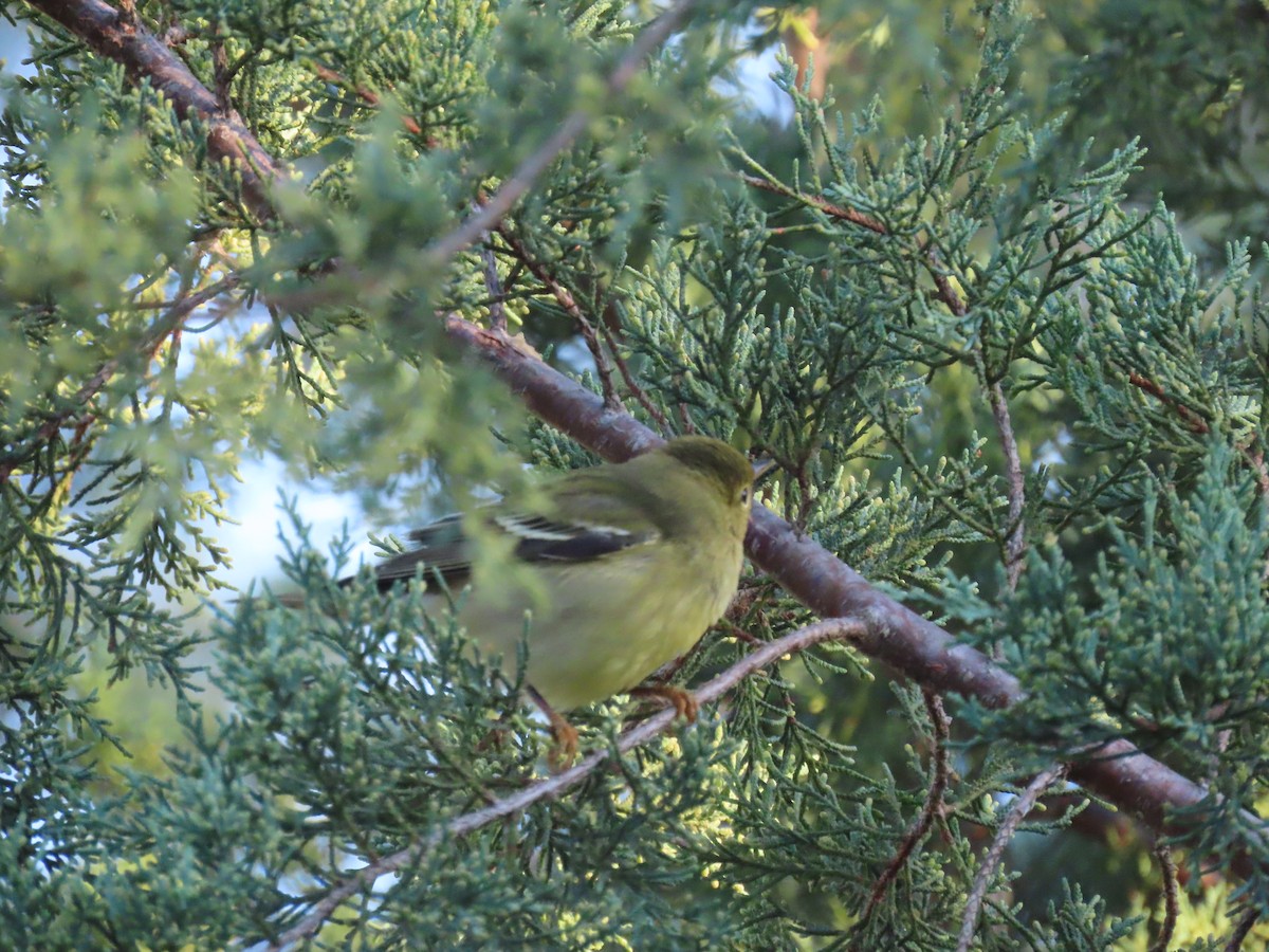 Blackpoll Warbler - ML643466932