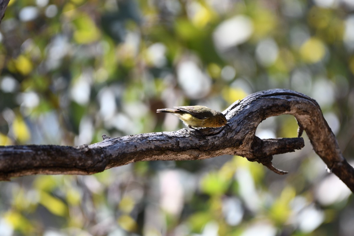 Yellow Thornbill - ML643466935