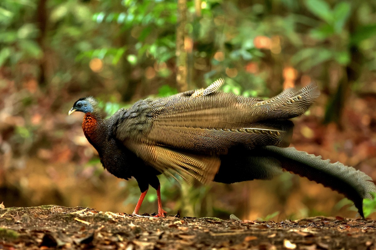 Great Argus - ML643466941