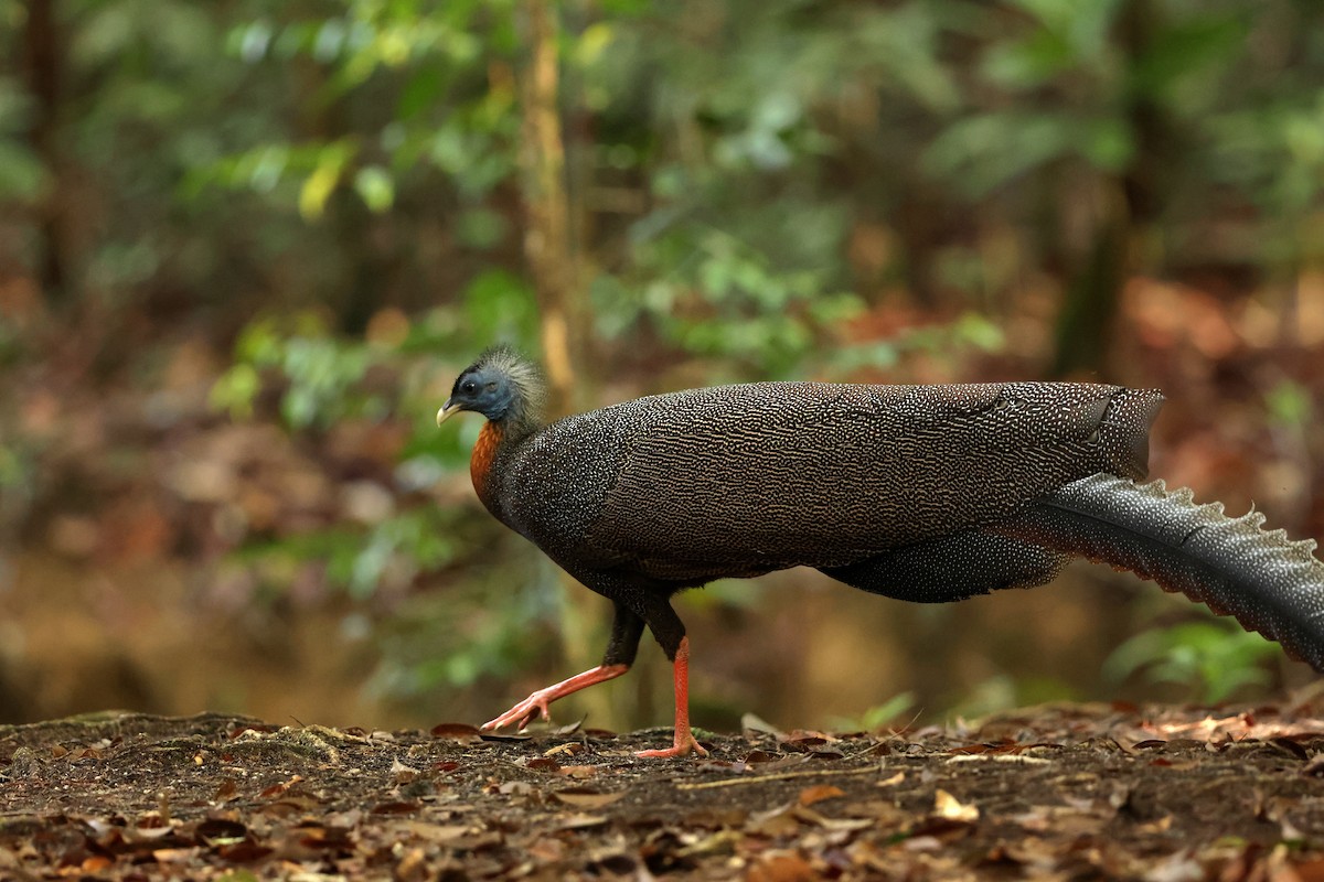 Great Argus - ML643466942