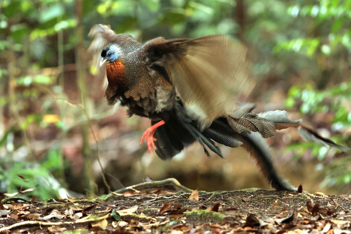 Great Argus - ML643466943