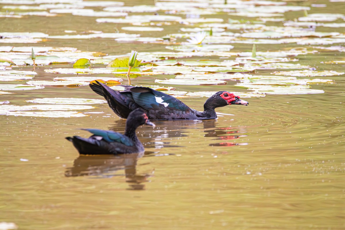 Muscovy Duck - ML643466951