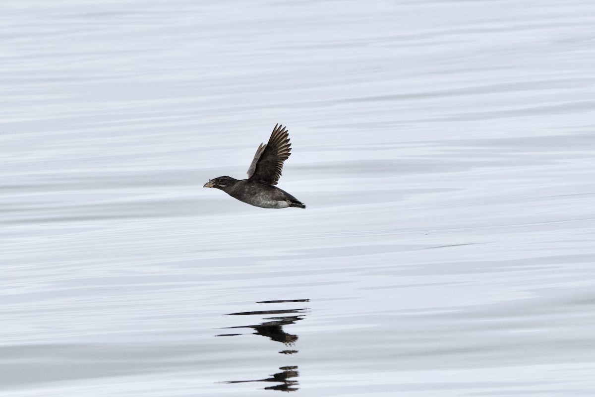 ウトウ - ML643466956