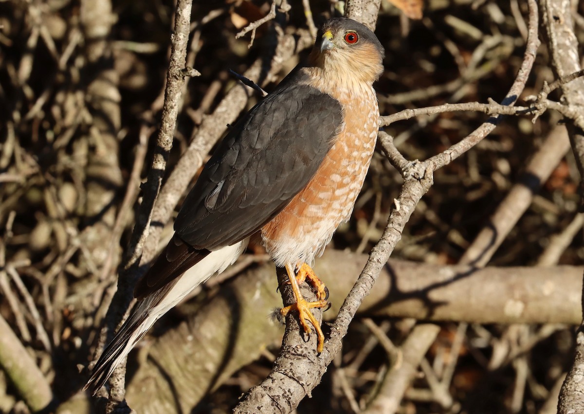 Sharp-shinned Hawk - ML643466958
