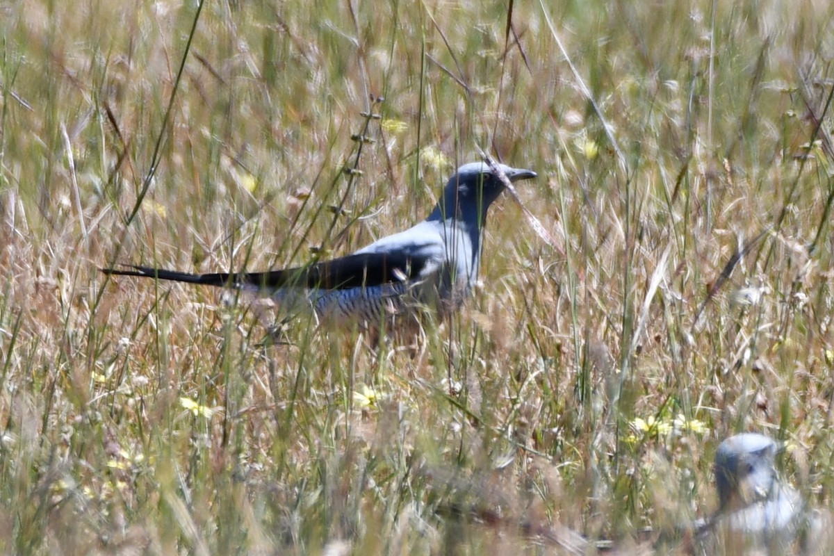 Ground Cuckooshrike - ML643466960