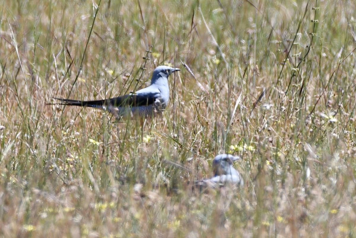 Ground Cuckooshrike - ML643466961