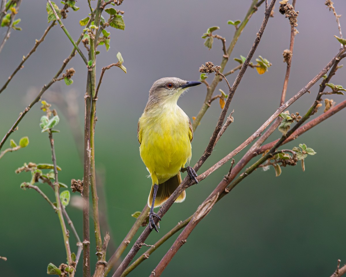 Cattle Tyrant - ML643466962