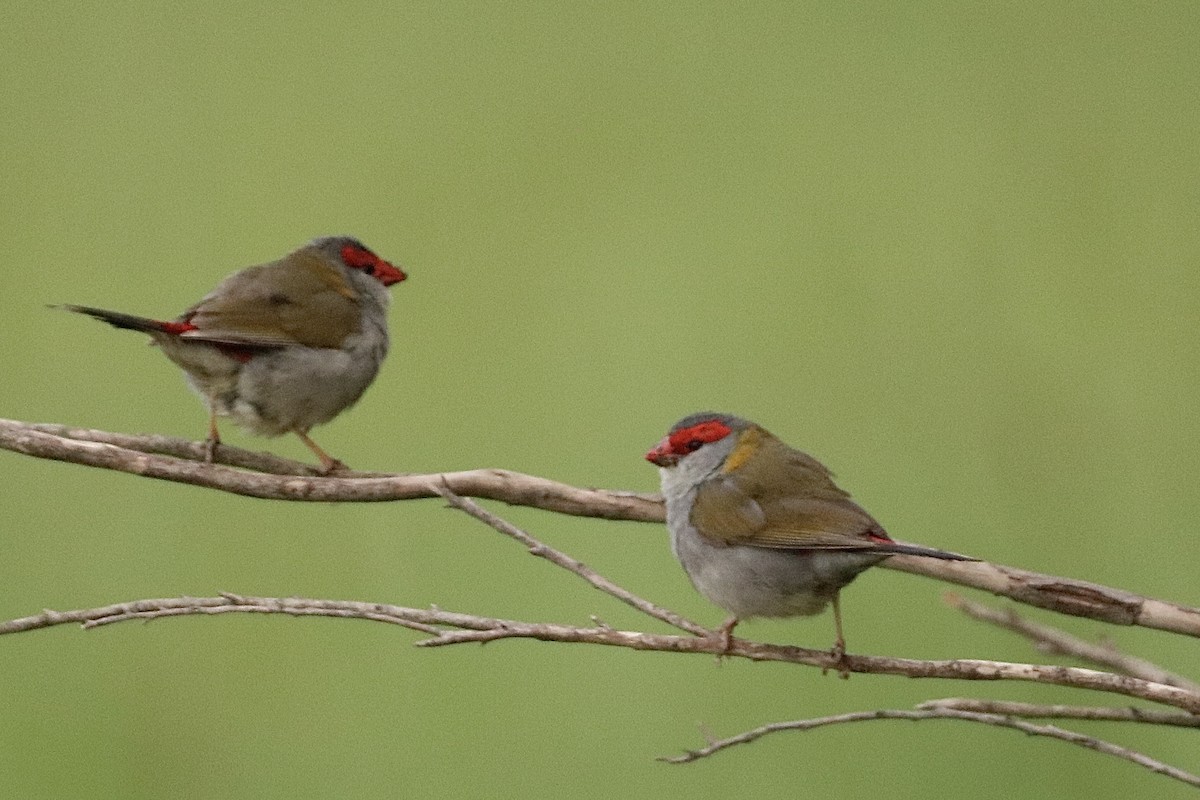 Red-browed Firetail - ML643466969
