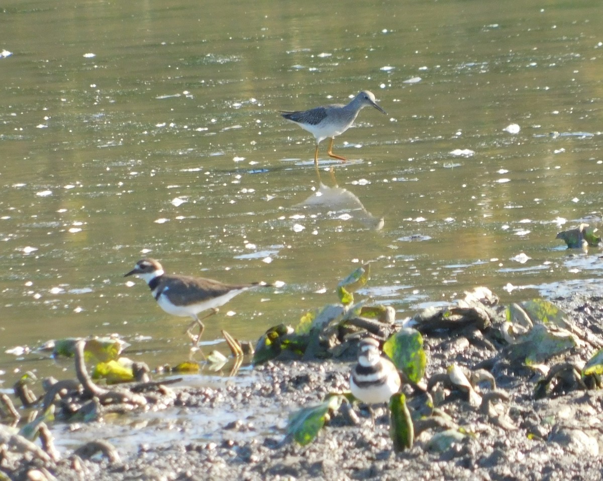 Greater Yellowlegs - ML643466970