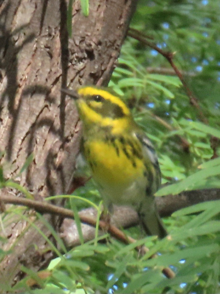 Townsend's Warbler - ML643466971