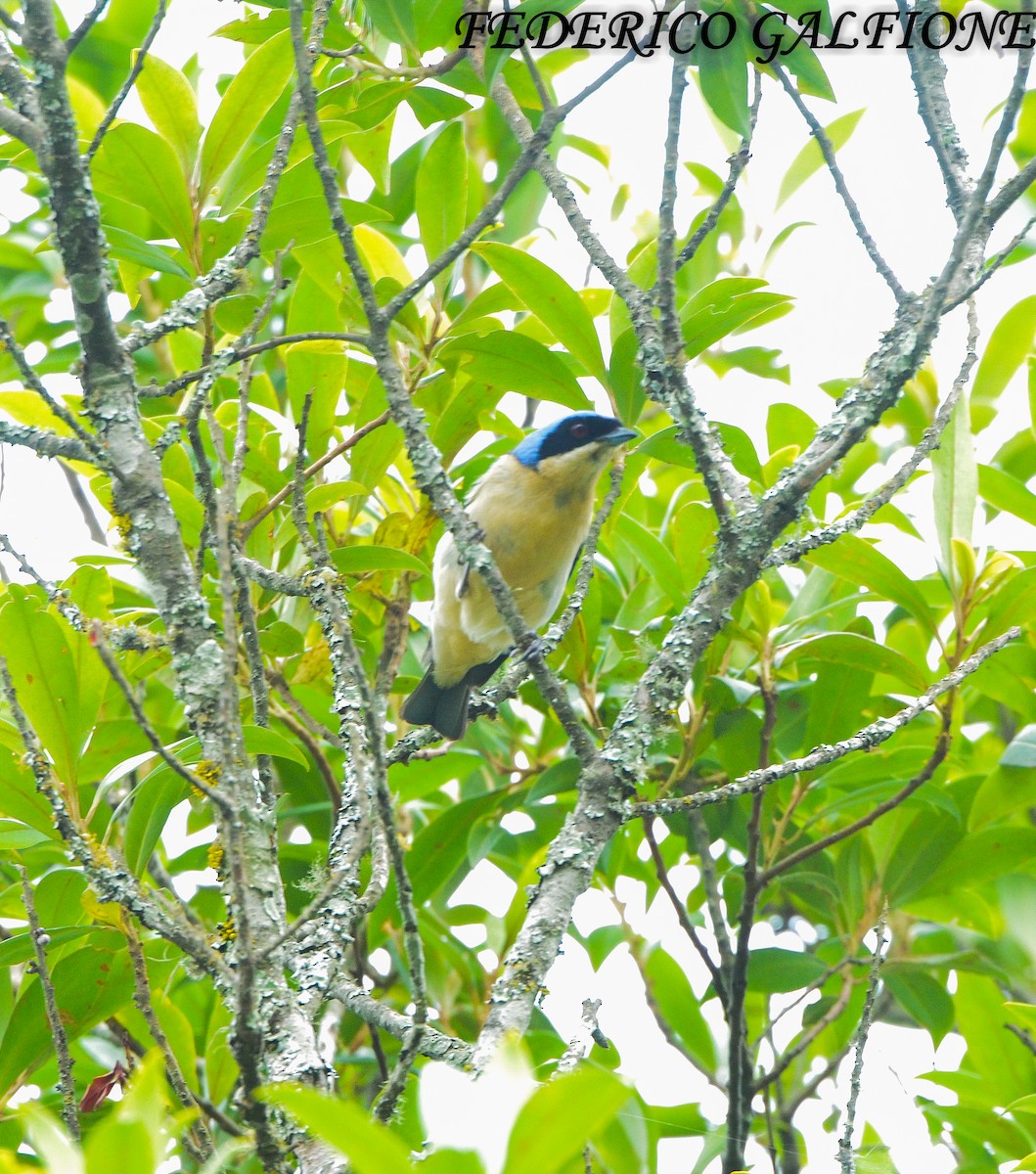 Fawn-breasted Tanager - ML643466972