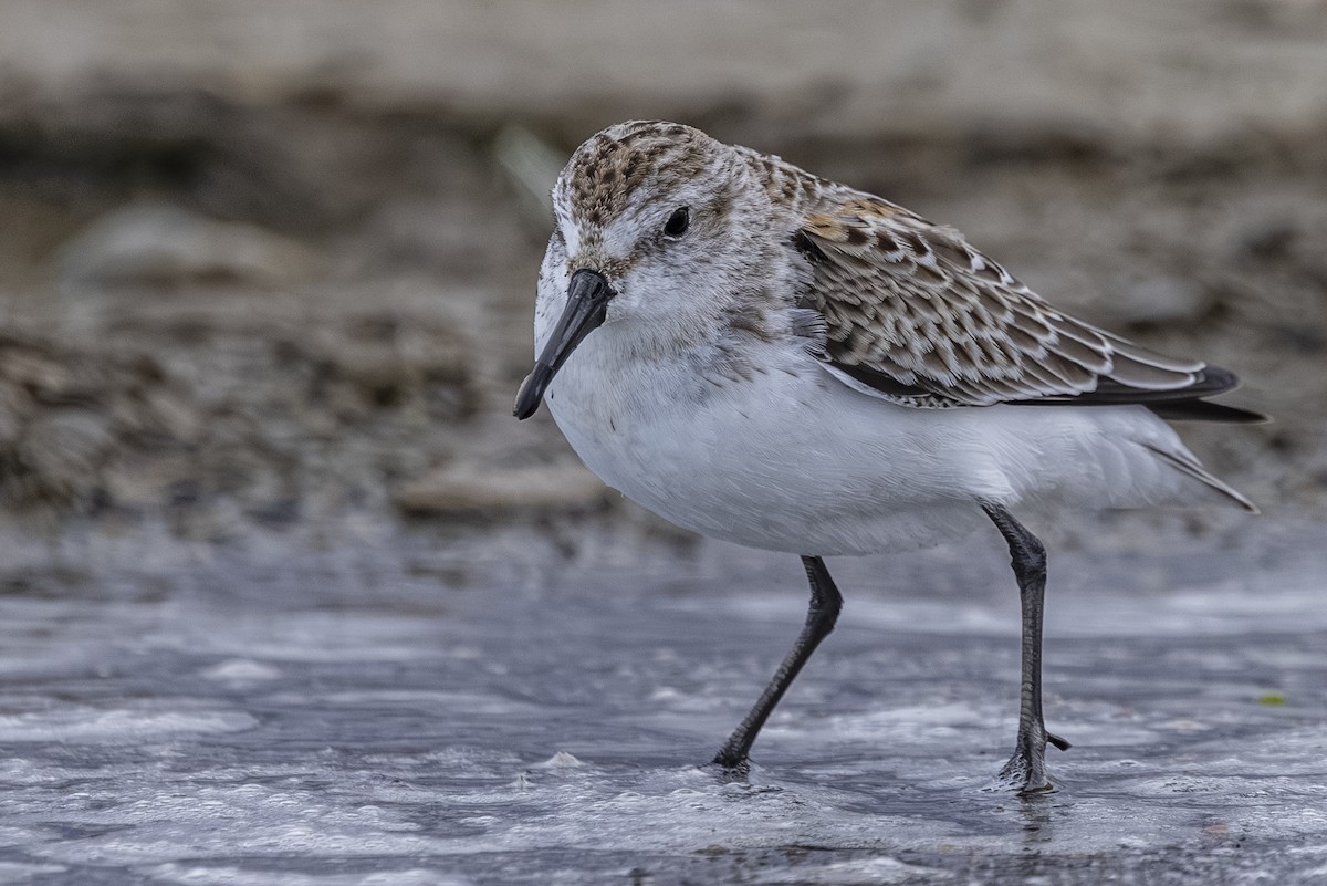 Western Sandpiper - ML643466973