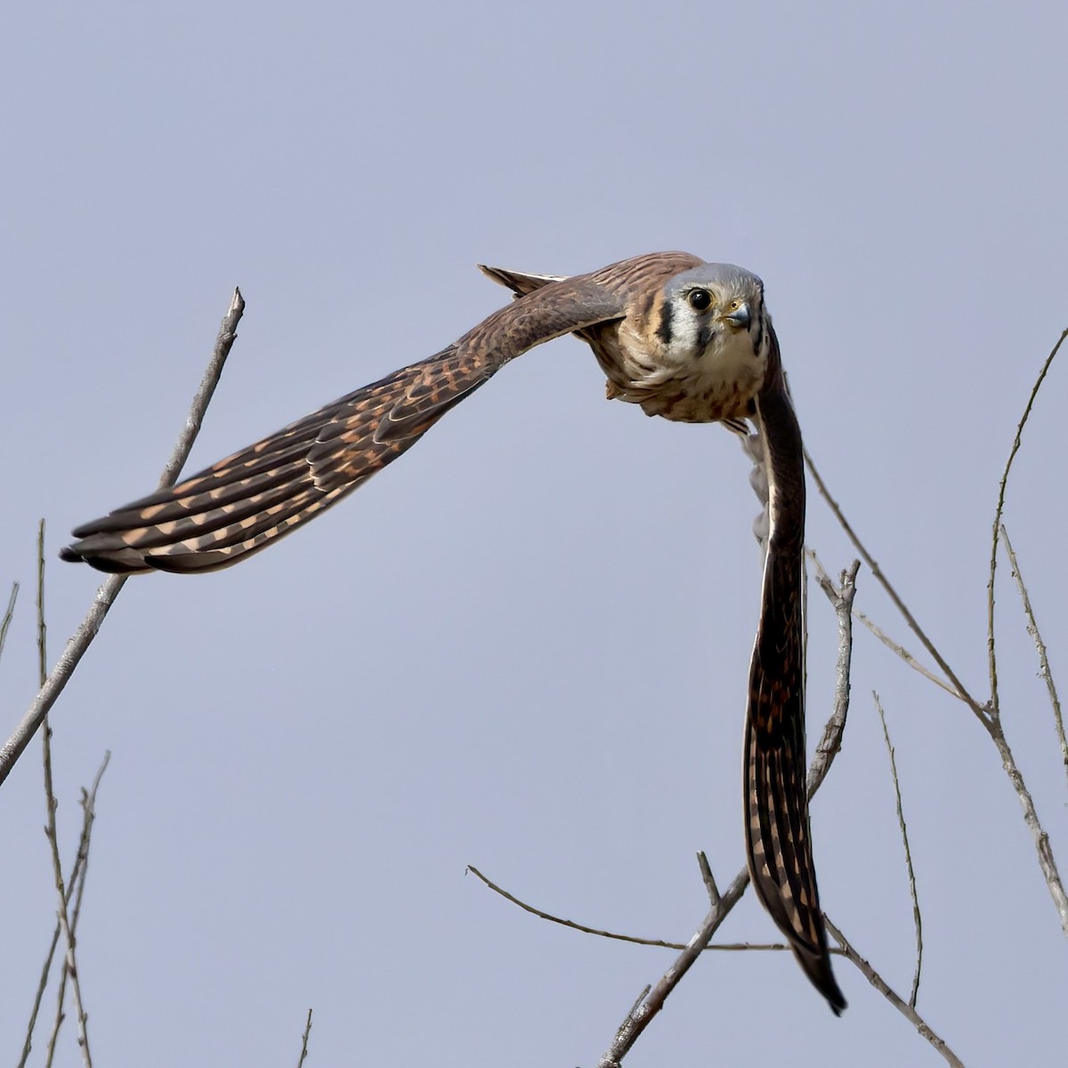 American Kestrel - ML643466974