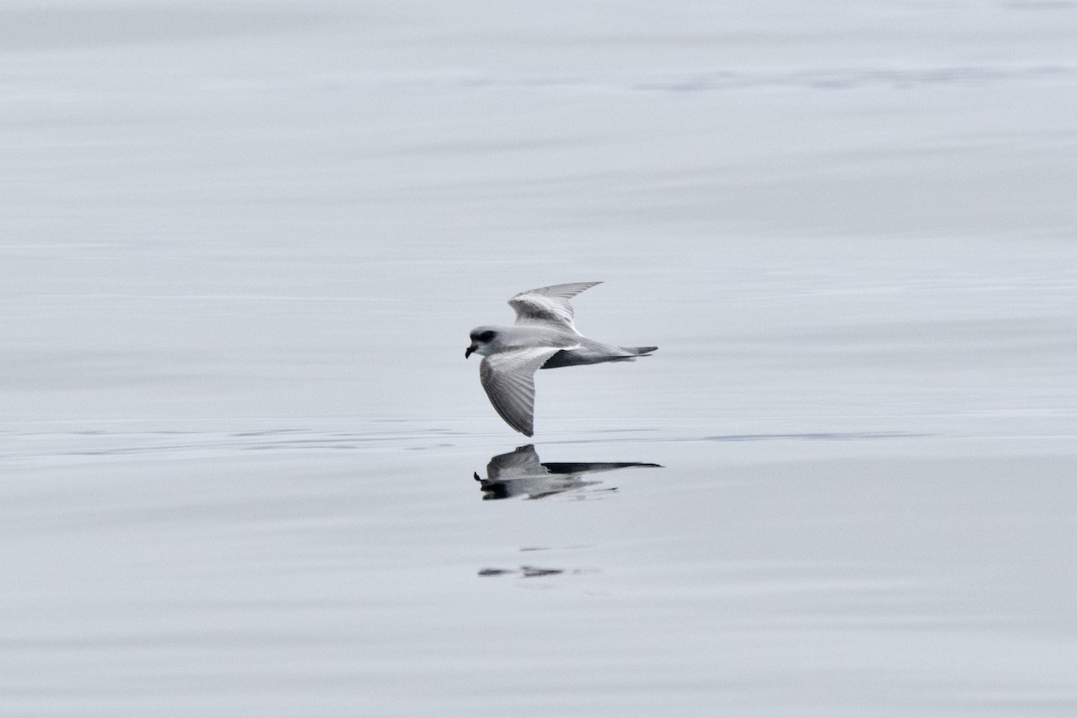 Fork-tailed Storm-Petrel - ML643466975