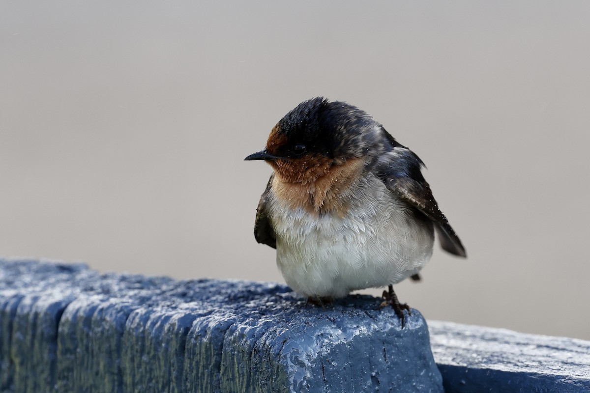 Welcome Swallow - ML643466977