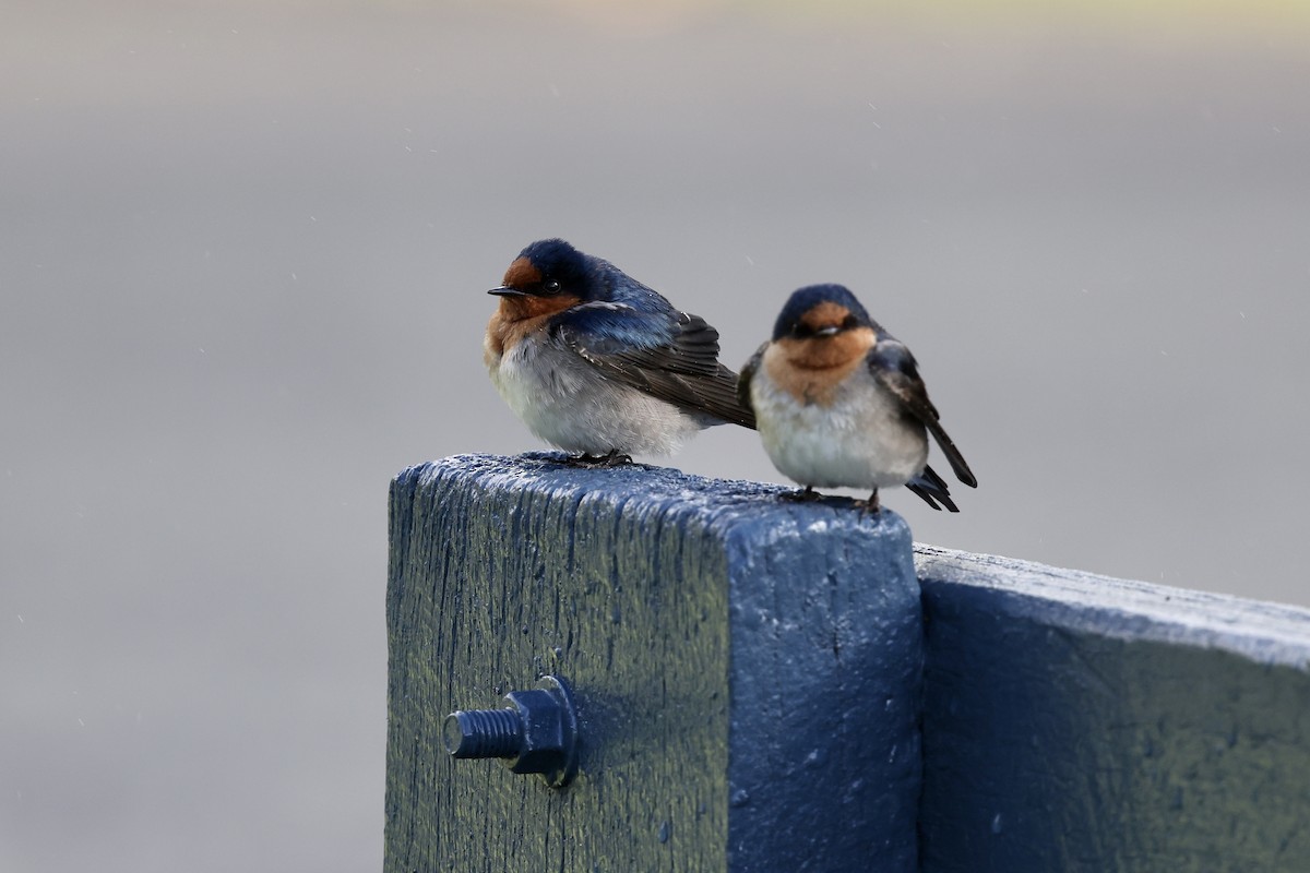 Welcome Swallow - ML643466978