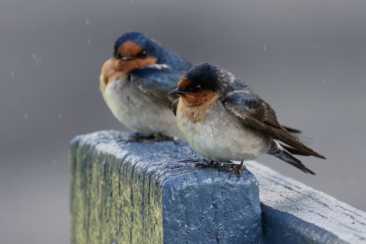 Welcome Swallow - ML643466979
