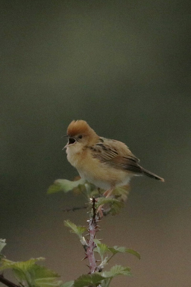 Golden-headed Cisticola - ML643466980