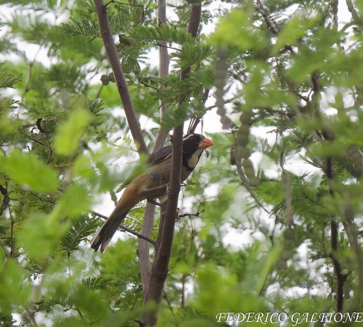 Golden-billed Saltator - ML643466983