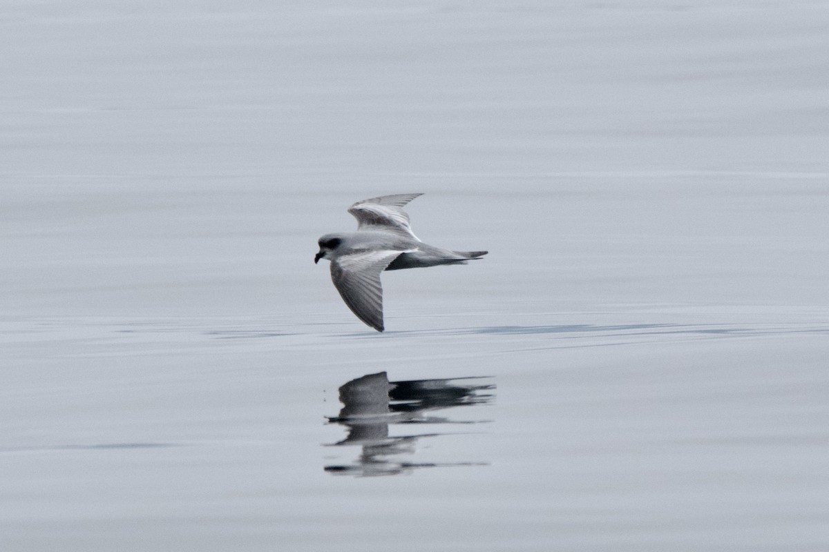 Fork-tailed Storm-Petrel - ML643466984