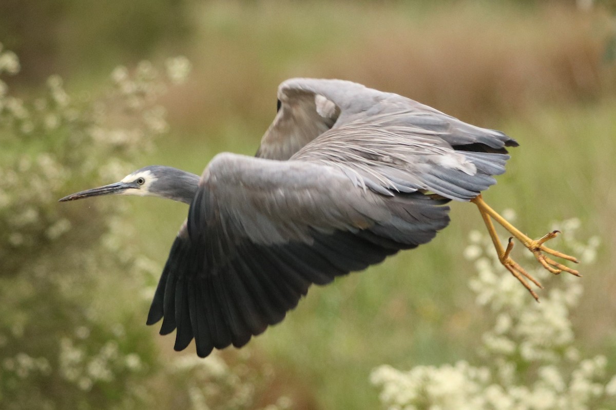 White-faced Heron - ML643466986