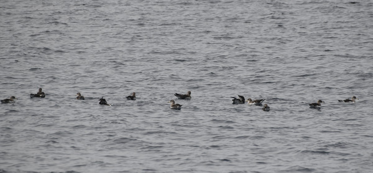 Cory's Shearwater - ML643466988