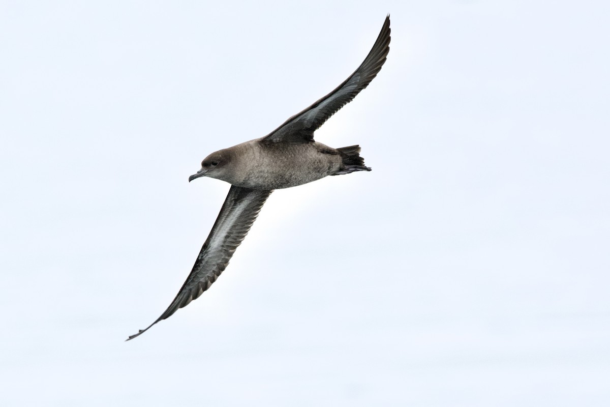 Sooty Shearwater - ML643466990