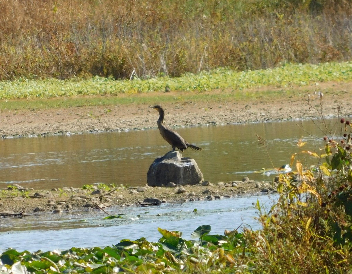 Double-crested Cormorant - ML643466992